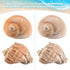 Hermit Crab Shells Large 6pcs,Natural Conch Shell Size 2.8" - 3.8", Opening Size 1.5" - 2.7", Hermit Crab Sand,Hermit Crab Habitat,Large Sea Shell...