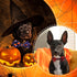 4 Pcs Halloween Dog Collar with Bow Tie Adjustable Basic Dog Collars Soft Comfortable Halloween Dog Cat Collar with Plastic Buckle for Puppy Small...