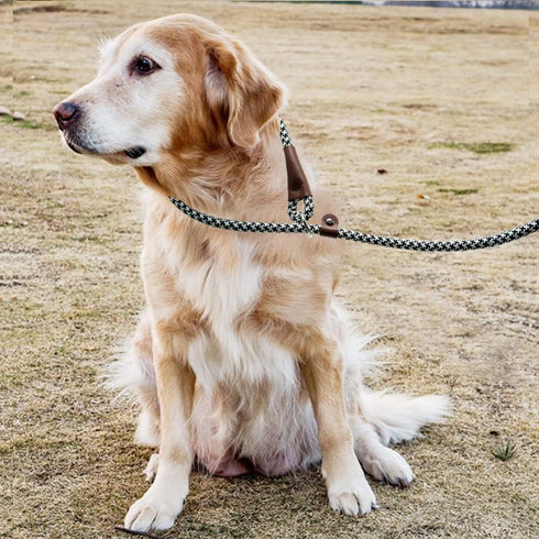 3FT Slip Lead Dog Training Leash, No Pull Dog Leash for Medium Large Dogs, 1/2 Inch Durability Nylon Rope Slip Leash...