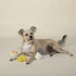 Fringe Studio Plush Dog Toy Set, SOY INTO You, 3 Piece Set, for Small Dogs (289517)...