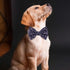 Adjustable Pet Bow Tie and Dog Collar for Small Medium Large Dogs, Puppy Collar with Bowtie, Cute Bow and Dog Collars - Comfortable, Soft, and Dur...
