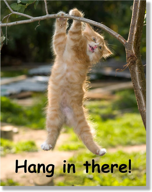 Hang in There Cat Poster - Printed on Premium Cardstock Paper - Sized 11 x 14 Inch - Perfect Funny Motivational Poster For Home or Office - Humoro...