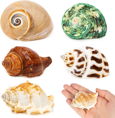 5PCS Hermit Crab Shells | Natural Sea Conch Size 2.1" - 2.8", Opening Size 0.9" - 1.5" | Medium Large Turbo Seashells for Hermit Crab Supplies and...