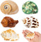 5PCS Hermit Crab Shells | Natural Sea Conch Size 2.1" - 2.8", Opening Size 0.9" - 1.5" | Medium Large Turbo Seashells for Hermit Crab Supplies and...