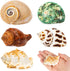 5PCS Hermit Crab Shells | Natural Sea Conch Size 2.1" - 2.8", Opening Size 0.9" - 1.5" | Medium Large Turbo Seashells for Hermit Crab Supplies and...