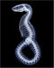 Posterizer 1 pcs-abstract reptile X-ray art -2-Art for Animal Lovers Gift for Steampunk or Goth Fans Living Room Bedroom Decor- unframed wall art...
