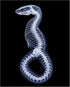 Posterizer 1 pcs-abstract reptile X-ray art -2-Art for Animal Lovers Gift for Steampunk or Goth Fans Living Room Bedroom Decor- unframed wall art...