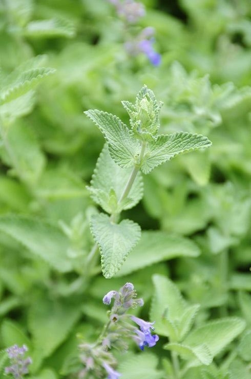Sow Right Seeds - Catnip Seed for Planting - Popular Herb for Happy Cats - Non-GMO Heirloom Packet with Instructions to Plant and Grow - A Gift fo...
