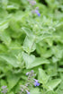 Sow Right Seeds - Catnip Seed for Planting - Popular Herb for Happy Cats - Non-GMO Heirloom Packet with Instructions to Plant and Grow - A Gift fo...