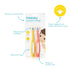 Frida Baby Triple-Angle Toothhugger Training Toddler Toothbrush | Toddler Toothbrush 2 Years and Up, Cleans All Sides at Once | 2 Pack (Yellow + P...