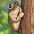 Bits and Pieces – Keep Quiet Frog Tree Peeker - Yard Decorations - Adorable Tree Sculpture - Garden Decoration - Garden Peeker Tree-Hugger Yard Ar...