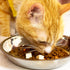 Stainless Steel Shallow Cat Food Bowls Wide Cat Dish Puppy Bowls Whisker Fatigue Relief Cat Plates Elevated Stands Replacement Kitten Metal Plate ...