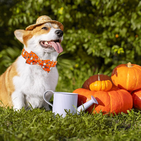 Elegant little tail Halloween Dog Collar, Fall Dog Collar Orange Pumpkin Holiday Pet Dog Collar Dog Bow Collar Pet Durable Adjustable Girl Boy Dog...