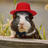 4 Sets 8 Pieces Guinea Pig Clothes Small Animal Bow Ties Pet Hats Outfit Suit Cosplay Cool Kawaii Pet Black Hat for Hamster Ferret Cat Rats Puppy ...