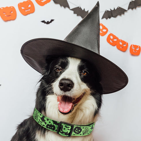 Halloween Dog Collar, Soft Comfy Halloween Themed Dog Collar with Spooky Ghost Skull Bat Cat Witch Tree Hat Pumpkin Pattern Halloween Dog Collar f...