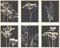 Botanical Wall Art Set of 6, Minimalist Abstract Botanical Prints Leaf Plant Wall Decor Canvas Painting, Boho Farmhouse Floral Botanical Wall Deco...