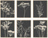 Botanical Wall Art Set of 6, Minimalist Abstract Botanical Prints Leaf Plant Wall Decor Canvas Painting, Boho Farmhouse Floral Botanical Wall Deco...