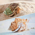 6pcs Natural Hermit Crab Shells,Opening 0.5''-1.5''Hermit Crab Shells,Natural Decoration Hermit Crab Supplies,Growth Turbo Seashells...