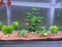 Aquarium Decorations Fish Tank Artificial Plastic Plants?Silk Plants for Fish Tank Decoration, Pack of 7 (Green)...