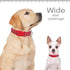Didog Reflective Dog Collar with Buckle, Adjustable Soft Neoprene Padded Nylon Pet Collars for Small Medium Large Dogs, Red, S...