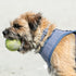HUGO & HUDSON Dog Collar, Adjustable Nylon Pet Collar with Safety Buckle, Navy Striped, L...