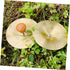 4pcs Children's Percussion Instrument Mini Cymbals Mini Hand Bells Small Cymbals Kids Mini Cymbal Brass Cymbals Copper Cymbals Hand Cymbals Toys M...