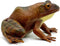Gemini&Genius Tree Frog Realistic Hand Painted Toy for Backyear Decor, Carnival Game. Bullfrog Figurine Plastic Frogs Rubber Animal Toys for Educa...