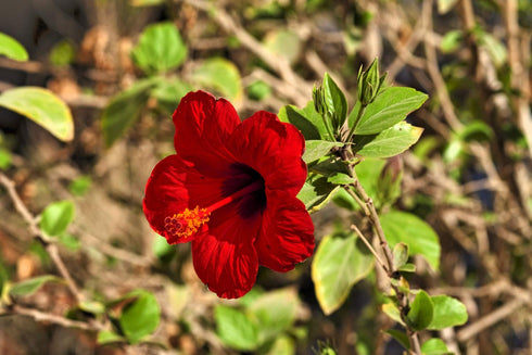 Hibiscus Flowers (Hibiscus L) - Health Embassy (100g)...