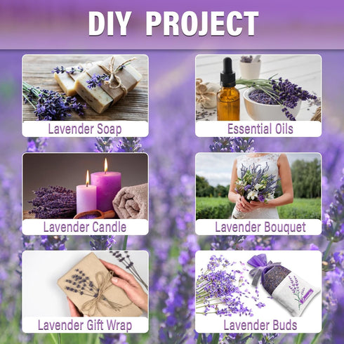 MAQ's Dried Lavender Bundles - 100% Natural Dried Lavender Flowers with 300 Stems (16-17 Inches) for Home Fragrance, Weddings & Party Decoration |...