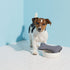 E-Cloth Pet Bowl Scrubber - Bone-Shaped Pet Bowl Cleaning Scrubber, Reusable, 100 Wash Guarantee - 2 Pack...