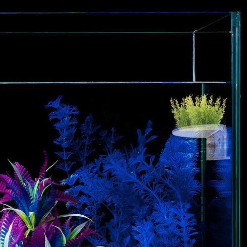 2Pack Aquarium Shelf,Transparent Acrylic Ledge Plants Holder for Substrate and Live Plants,with Strong Suction Cups for Fish Tank Multi-layer Deco...