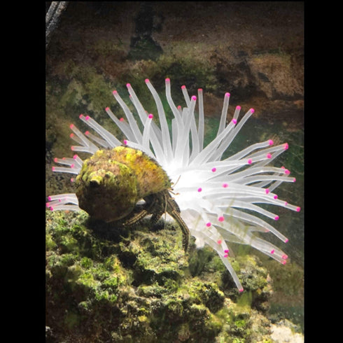 Mallofusa Artificial Aquarium Fish Tank Decoration Silicone Sea Anemone Artificial Fish Tank Ornament Decoration (White)...