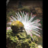 Mallofusa Artificial Aquarium Fish Tank Decoration Silicone Sea Anemone Artificial Fish Tank Ornament Decoration (White)...