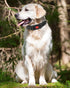 Reflective Dog Collar, Heavy Duty Adjustable Dog Collars with Safety Locking Buckle, Soft Neoprene Padded Dog Collar for Puppy and Small Dogs, Bla...