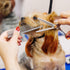 Dog Combs for Grooming, Metal Cat Comb for Removing Tangles and Knots, Professional Grooming Tool for Long Haired Dog, Cat and other pets...