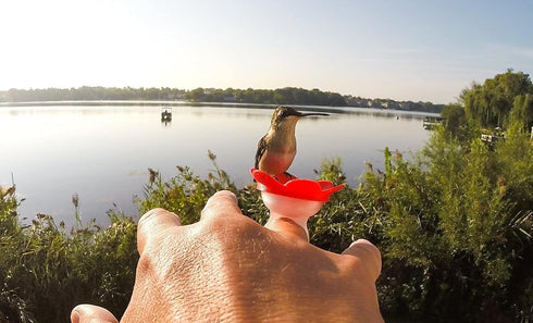 Hummingbird Ring Feeder (Orange) - Hand Feed Hummingbirds Right in Your Backyard. Get up Close and Personal with Nature. Proudly Made in The U.S.A...