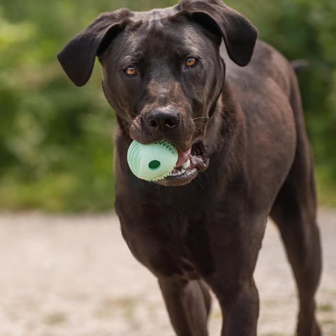 Chew King Dental Dog Toy Collection, Fetch Ball Clinically Proven to Remove Plaque...