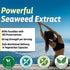 Fucoidan Supplement 65mg 60 Capsules, Brown Seaweed Extract Acts as Antioxidant for Gut Health, Cardiovascular Health and Immune Support, Made in ...