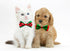 Generic Portable Pet Feeder, Silicone Bowls for Dog and Cat Travel, Collapsible Dish for Food and Water, 2-in-1 Solution with Adjustable Bow Ties...