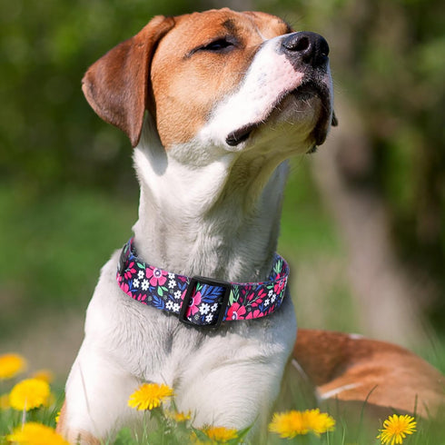 Maca Bates Designer Flower Cute Dog Collar Spring Collars for Girl and Boy Female Male para Perros Chihuahua Pitbull Birthday Gift for Small Mediu...