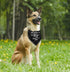 Dog Bandana, Promoted to Big Brother Dog Bandana, Dog Scarf Classical Black Printing, Dog Scarf Accessories, Dog Bandana Pet Scarf, Pet Black Scar...