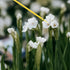 INOOMP 100pcs Portable Pollinator Tools-Duster Vegetable Plant Flower Round Fruits Pollination Plants Sprayer Outdoor Manual Miniatures Miniature ...