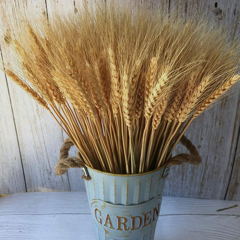 Wheat Stalks, 100Pcs Natural Ear of Wheat Grain Flowers for Home Dining Table Arrangement Flower Art Wedding Decoration...