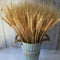 Wheat Stalks, 100Pcs Natural Ear of Wheat Grain Flowers for Home Dining Table Arrangement Flower Art Wedding Decoration...