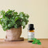 Peppermint USDA Organic Food Grade Essential Oil | 100% Pure Natural Undiluted | Edible & Safe to Ingest & for Skin | Premium Aromatherapy for Dif...