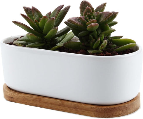T4U 6.5 Inch Ceramic White Modern Oval Design Succulent Plant Pot/Cactus Plant Pot with Free Bamboo Tray...