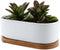 T4U 6.5 Inch Ceramic White Modern Oval Design Succulent Plant Pot/Cactus Plant Pot with Free Bamboo Tray...