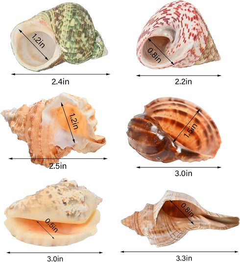 6pcs Natural Hermit Crab Shells,Opening 0.5''-1.5''Hermit Crab Shells,Natural Decoration Hermit Crab Supplies,Growth Turbo Seashells...