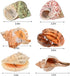 6pcs Natural Hermit Crab Shells,Opening 0.5''-1.5''Hermit Crab Shells,Natural Decoration Hermit Crab Supplies,Growth Turbo Seashells...
