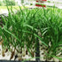 100Pcs Hydroponic Sponge Hydroponic Seeds Planting Gardening Tool Sponges Moisturized Soilless Vegetables Cultivation Gardening Tools for Greenhou...